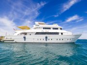 Alia Soul: Orcas Einstieg in die Safari-Welt Dive Clubs