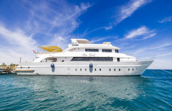 Alia Soul: Orcas Einstieg in die Safari-Welt Dive Clubs