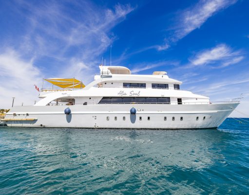 Alia Soul: Orcas Einstieg in die Safari-Welt Dive Clubs