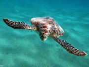 Meeresbiologie trifft Tauchsport: Wenn Wissenschaft und Leidenschaft zusammenkommen