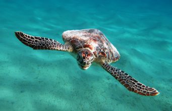 Meeresbiologie trifft Tauchsport: Wenn Wissenschaft und Leidenschaft zusammenkommen