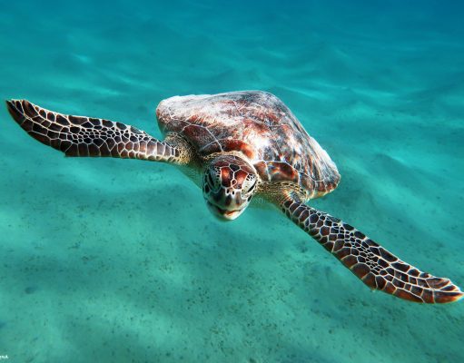 Meeresbiologie trifft Tauchsport: Wenn Wissenschaft und Leidenschaft zusammenkommen